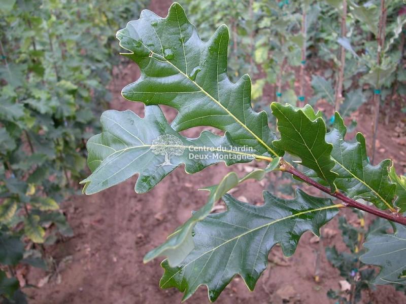 Quercus Robur Regal Prince - View 7 from www redcrocus com