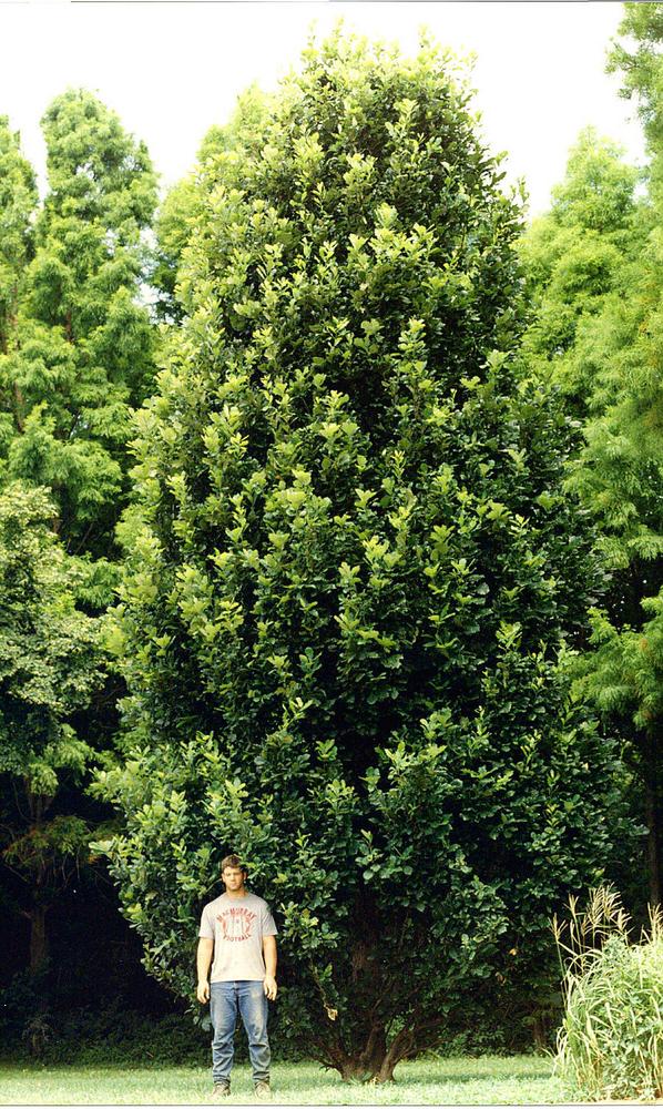 Quercus Robur Regal Prince - View 8 from www redcrocus com