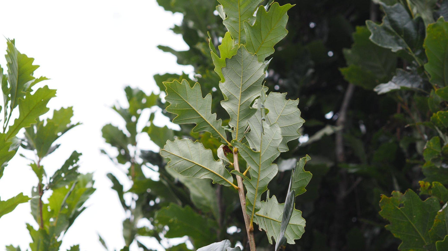 Quercus Robur Regal Prince - View 9 from www redcrocus com