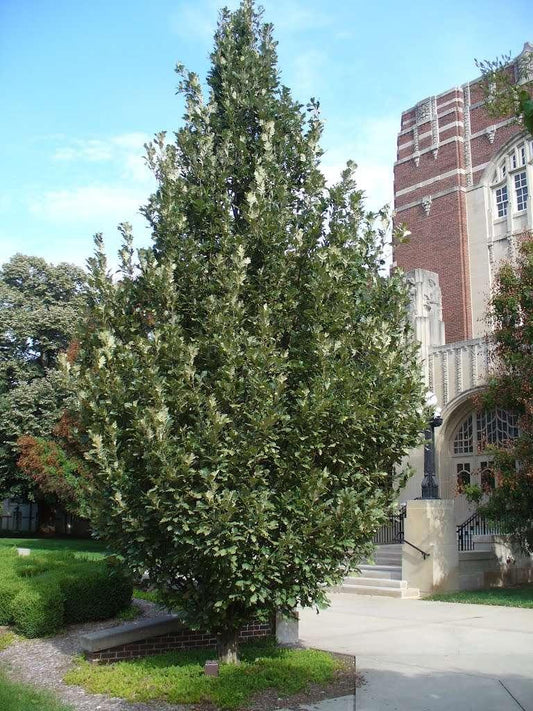 Quercus Robur Regal Prince - View 11 from www redcrocus com