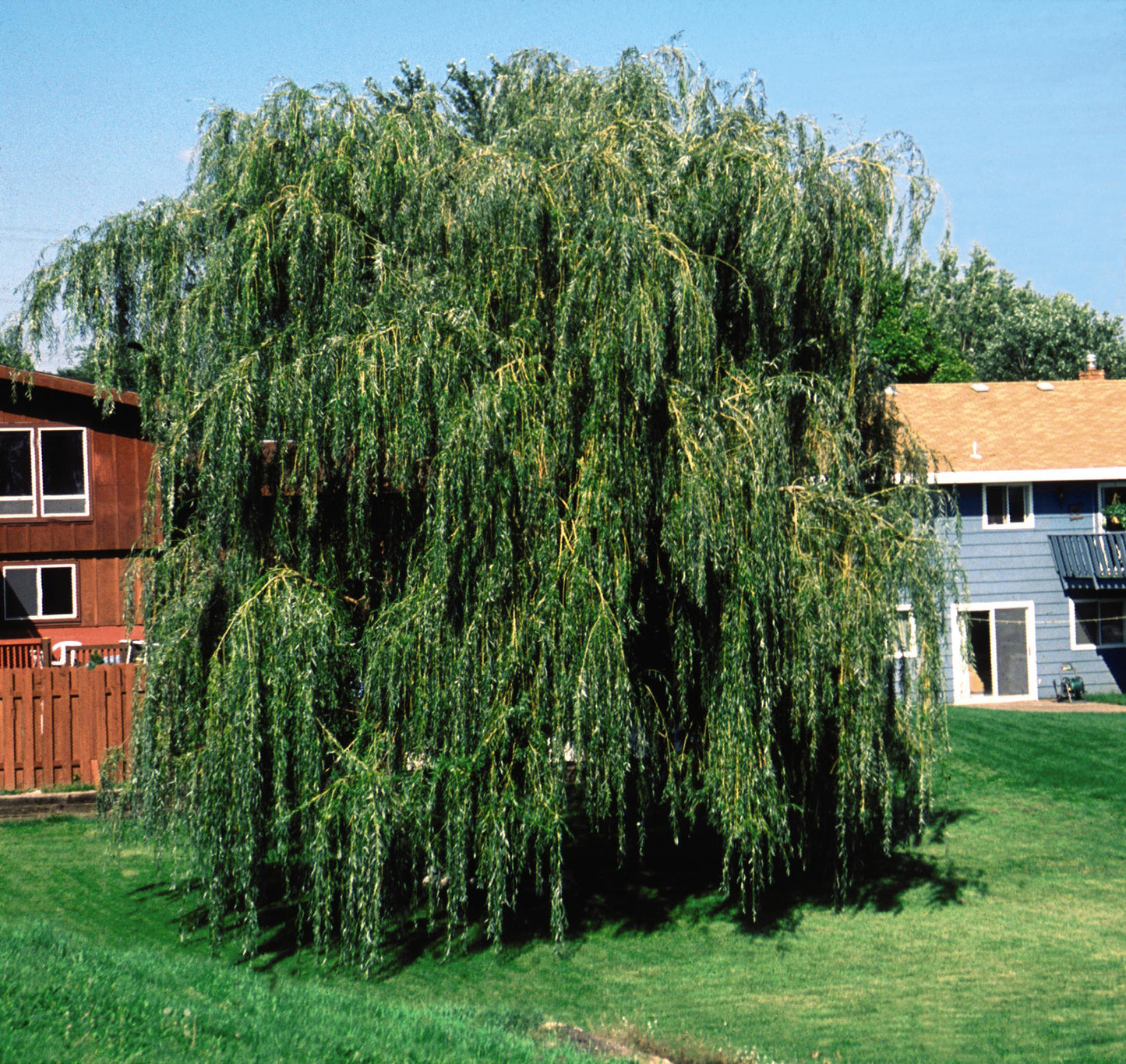 Salix Alba Tristis - View 18 from www redcrocus com