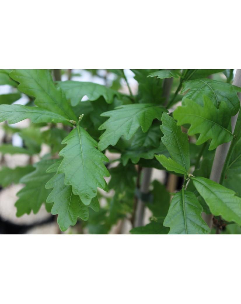 Quercus Robur Regal Prince - View 18 from www redcrocus com