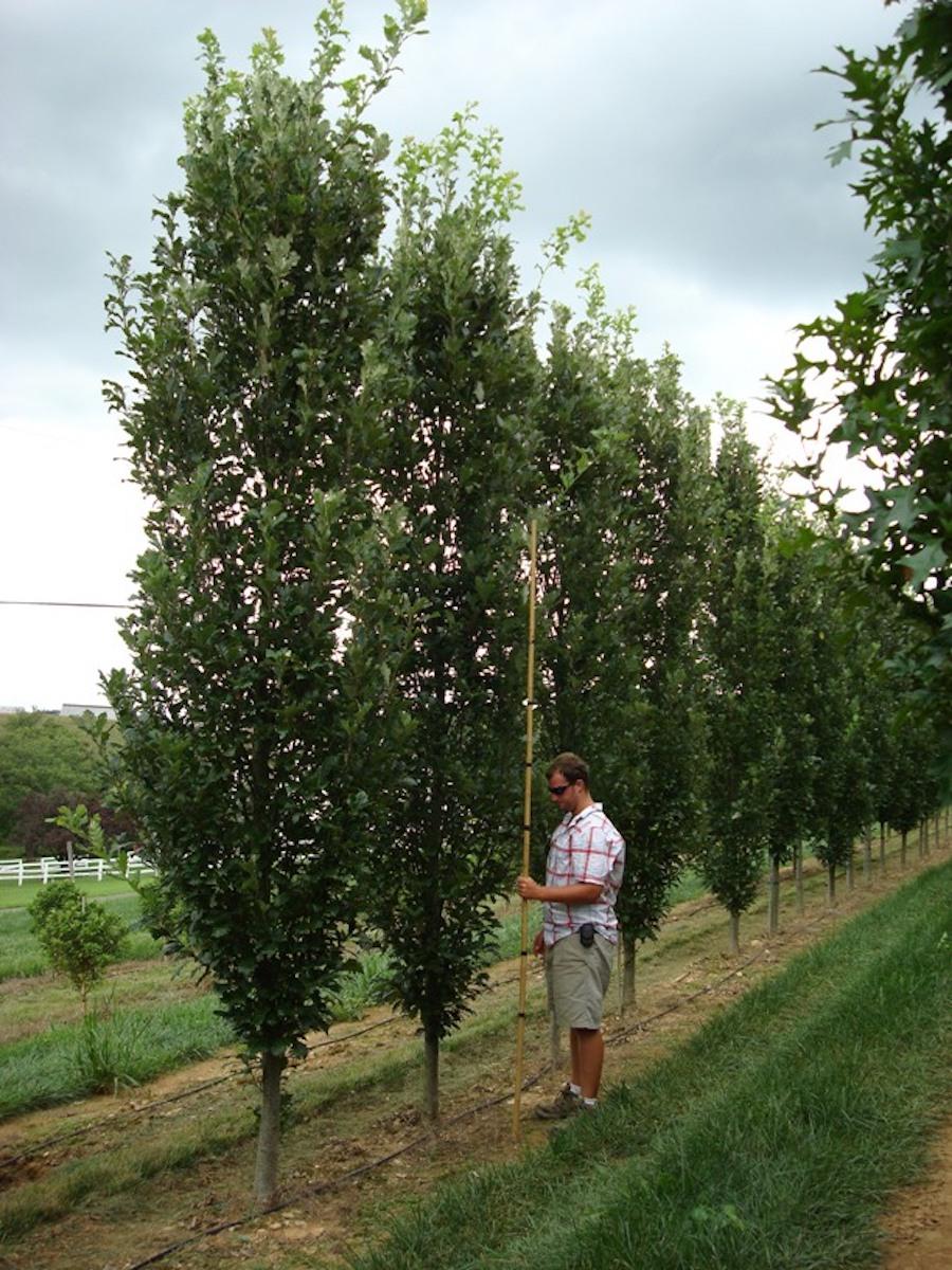 Quercus Robur Regal Prince - View 1 from www redcrocus com