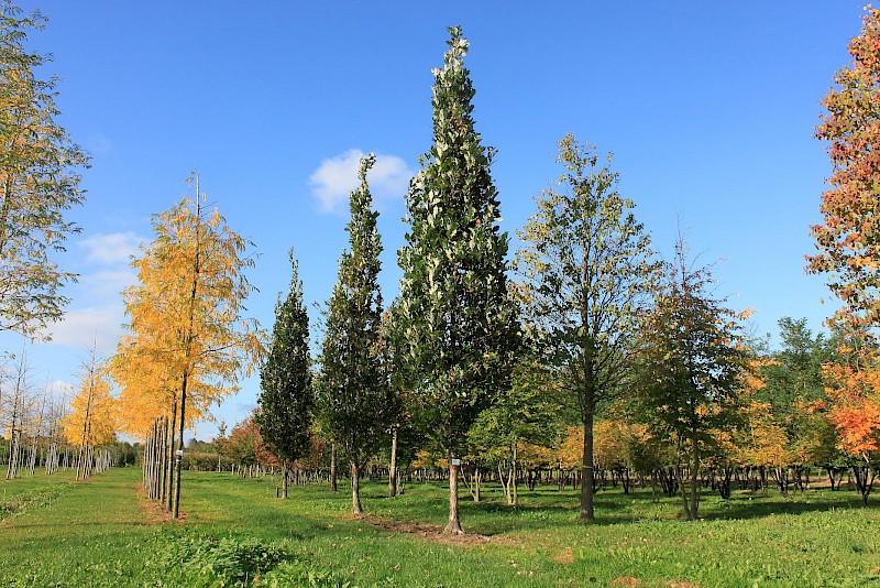 Quercus Robur Regal Prince - View 6 from www redcrocus com