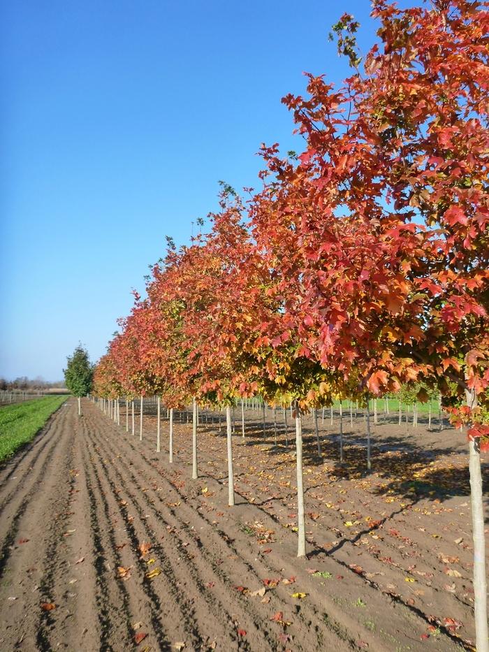 Acer Saccharum Fall Fiesta - View 12 from www redcrocus com