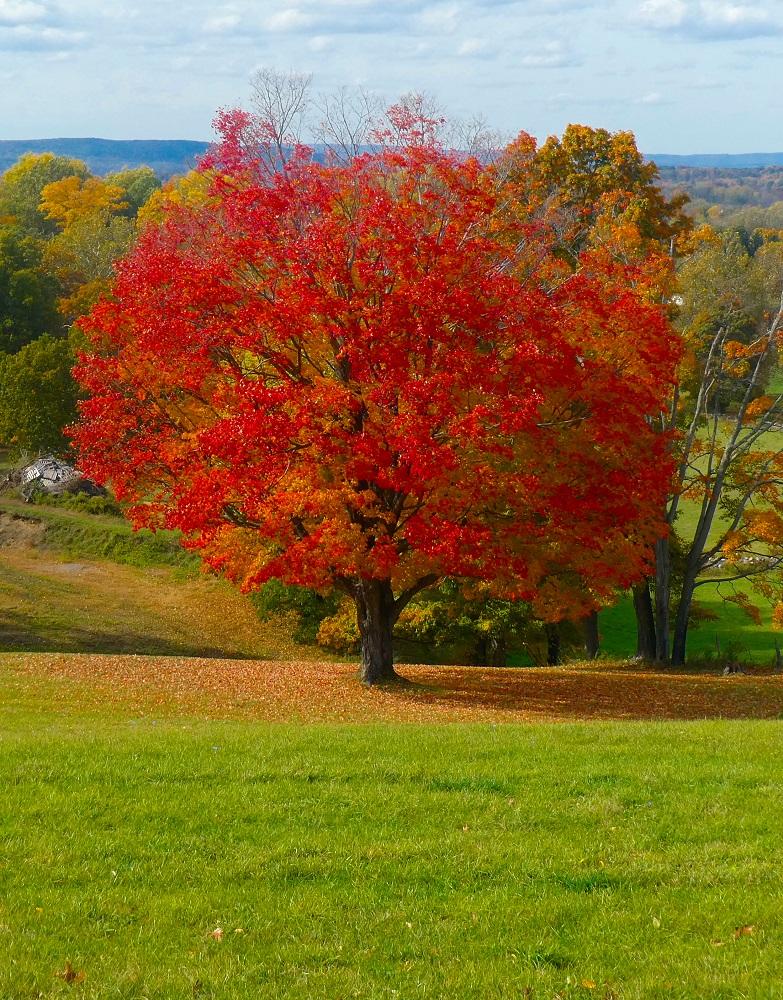 Acer Saccharum Fall Fiesta - View 2 from www redcrocus com