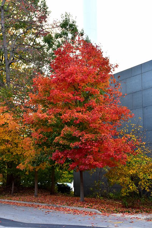 Acer Saccharum Fall Fiesta - View 3 from www redcrocus com