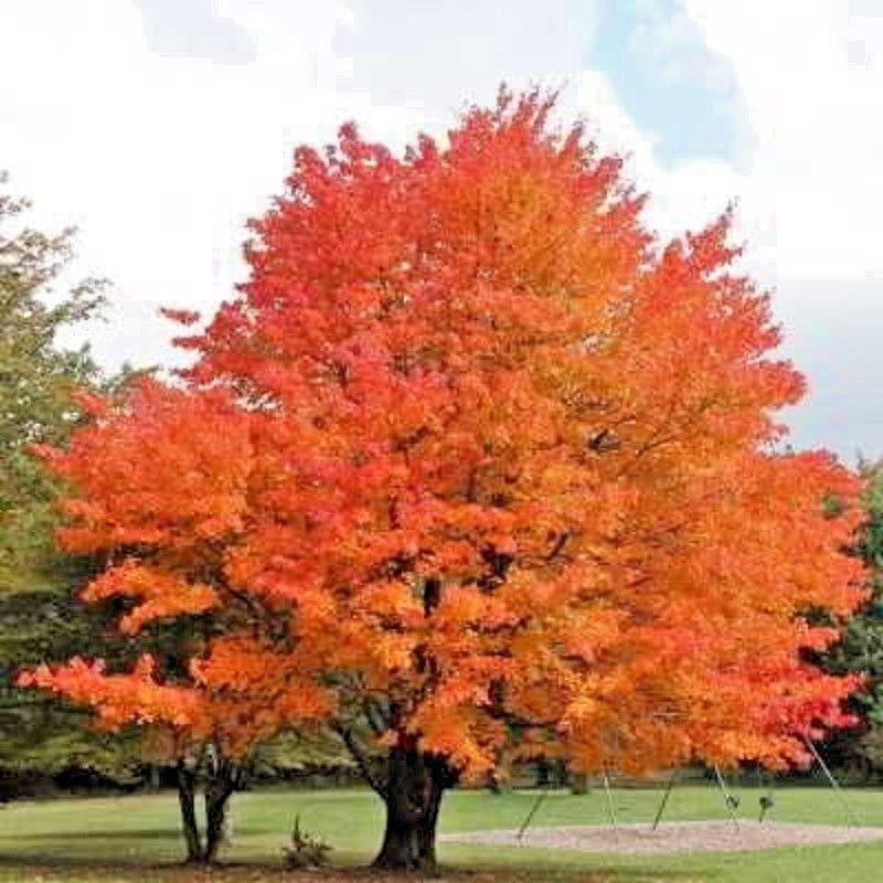 Acer Saccharum Fall Fiesta - View 5 from www redcrocus com