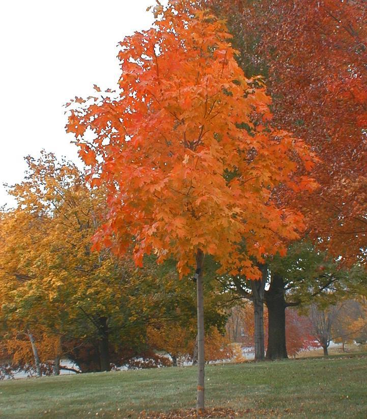 Acer Saccharum Fall Fiesta - View 9 from www redcrocus com