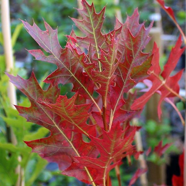 Quercus Palustris Green Pillar - View 11 from www redcrocus com