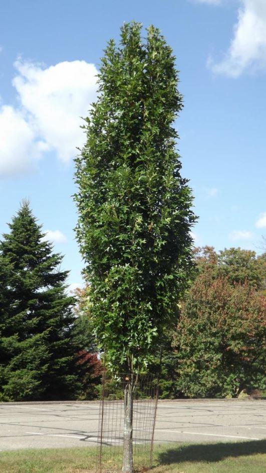 Quercus Palustris Green Pillar - View 13 from www redcrocus com