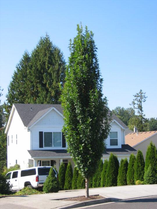 Quercus Palustris Green Pillar - View 2 from www redcrocus com