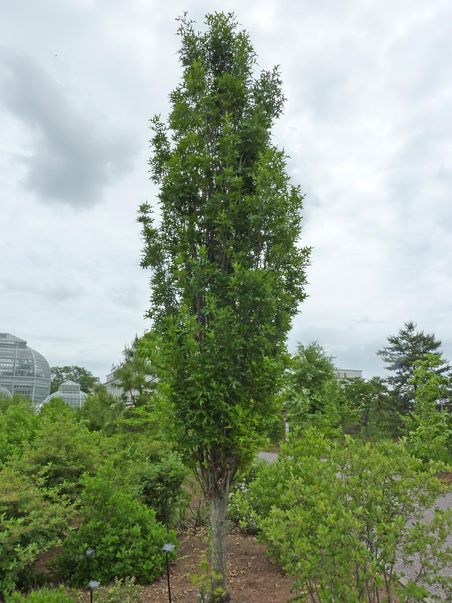 Quercus Palustris Green Pillar - View 5 from www redcrocus com
