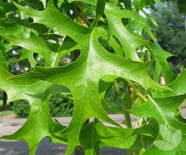 Quercus Palustris Green Pillar - View 6 from www redcrocus com