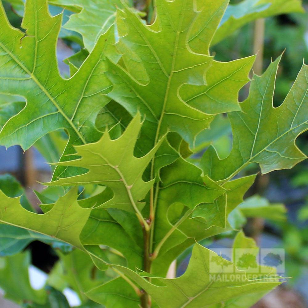 Quercus Palustris Green Pillar - View 7 from www redcrocus com