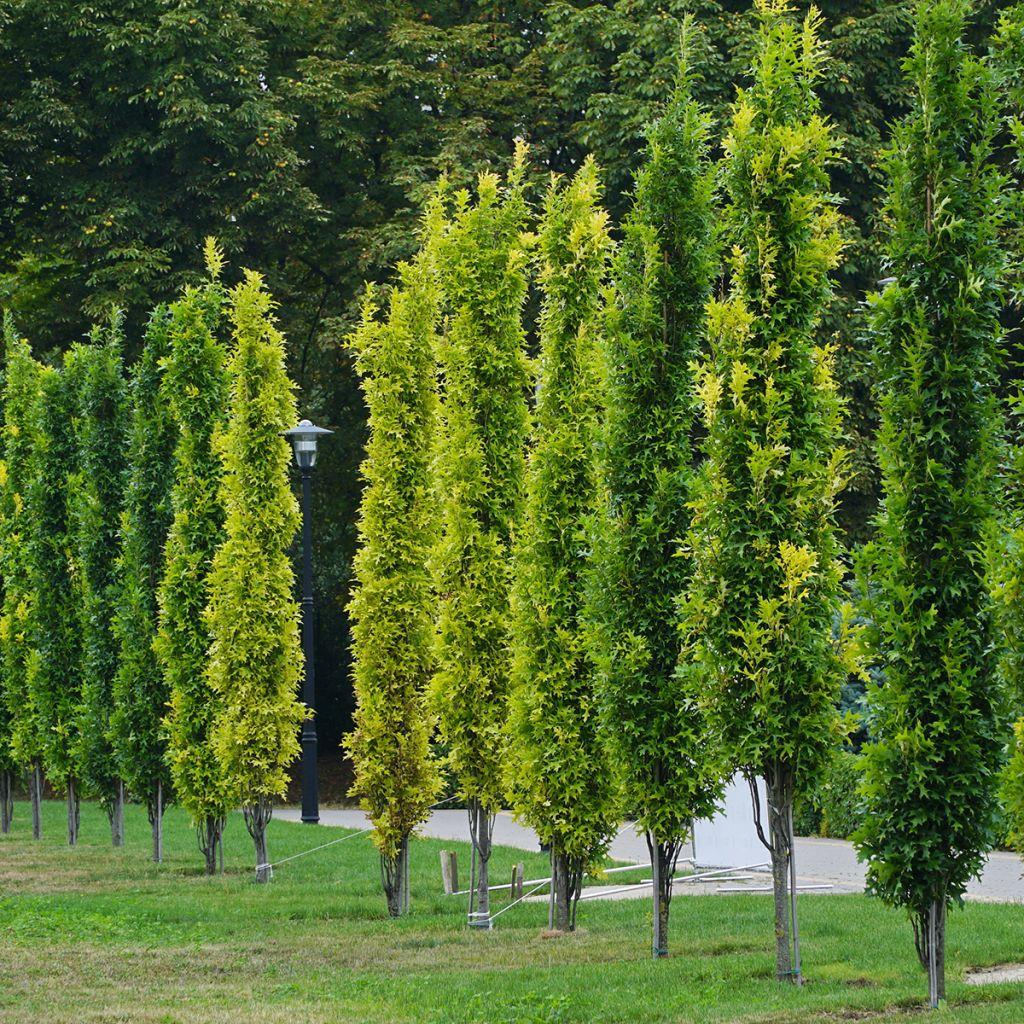 Quercus Palustris Green Pillar - View 8 from www redcrocus com