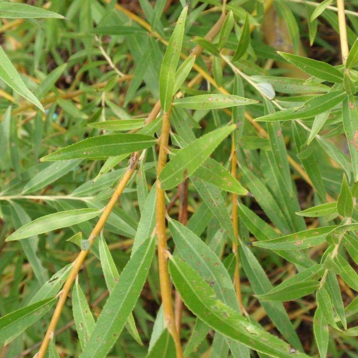 Salix Alba Tristis Single Stem - View 12 from www redcrocus com