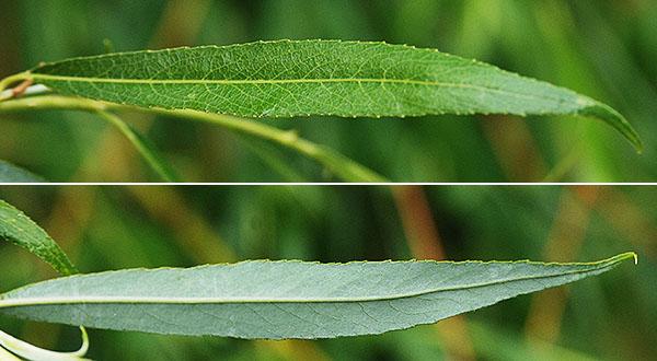Salix Alba Tristis Single Stem - View 14 from www redcrocus com