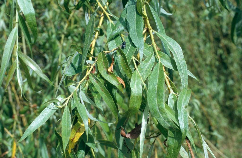 Salix Alba Tristis Single Stem - View 16 from www redcrocus com