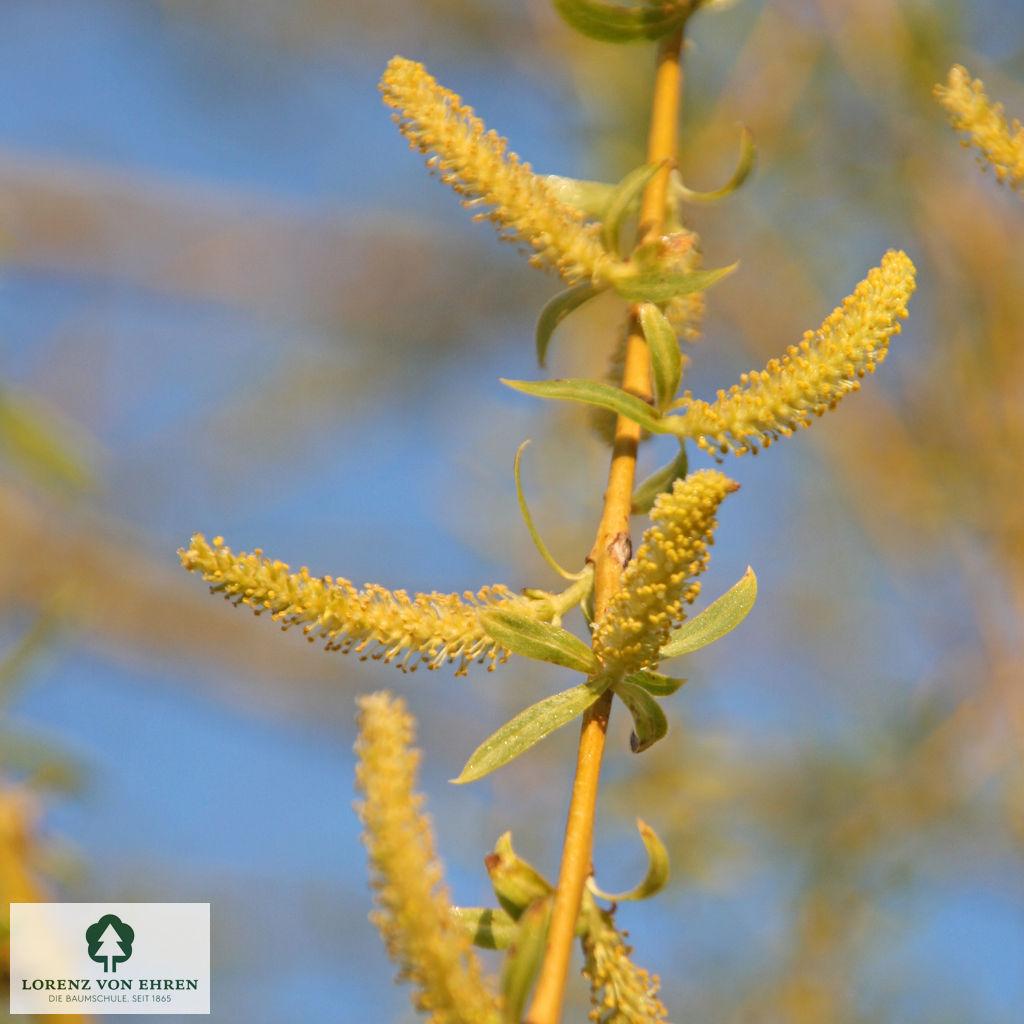 Salix Alba Tristis Single Stem - View 17 from www redcrocus com