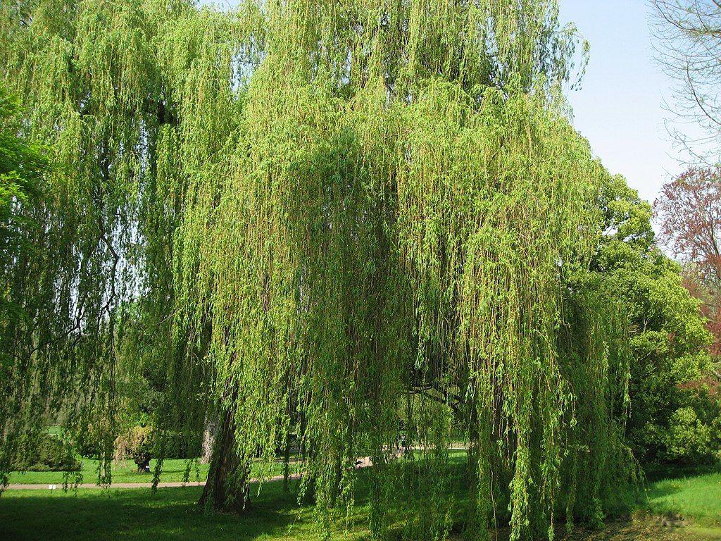 Salix Alba Tristis Single Stem - View 18 from www redcrocus com