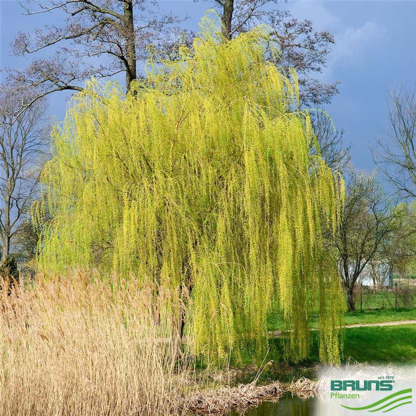 Salix Alba Tristis Single Stem - View 19 from www redcrocus com