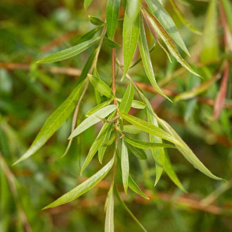 Salix Alba Tristis Single Stem - View 1 from www redcrocus com