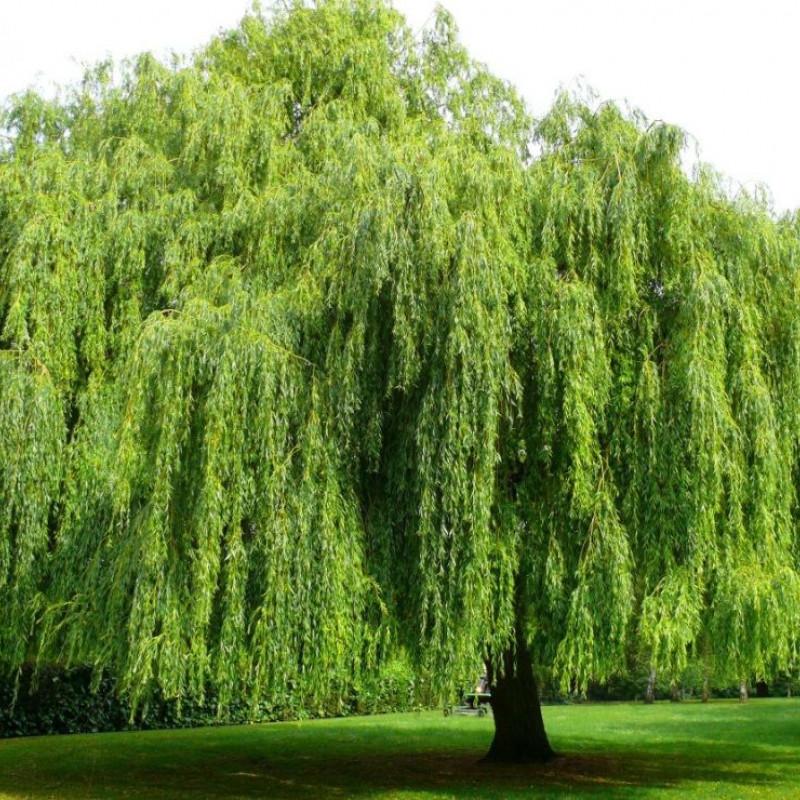 Salix Alba Tristis Single Stem - View 20 from www redcrocus com