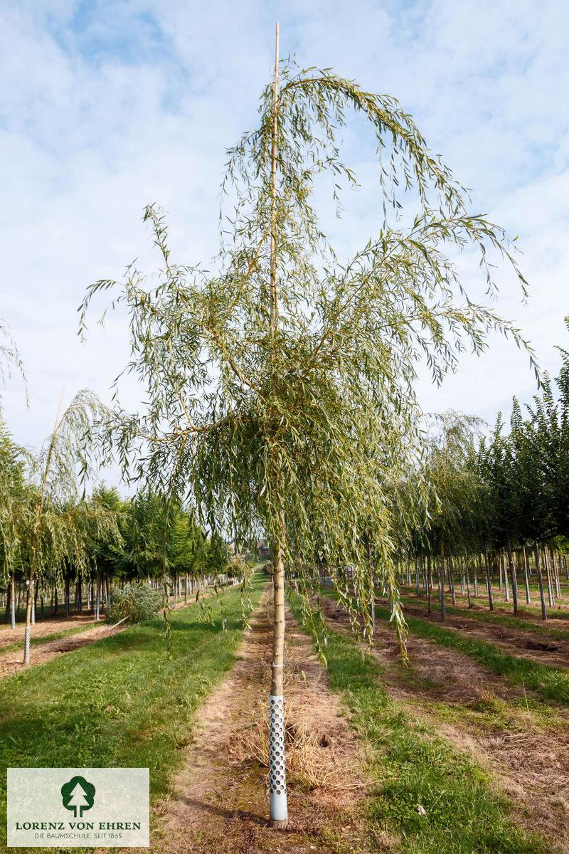 Salix Alba Tristis Single Stem - View 2 from www redcrocus com