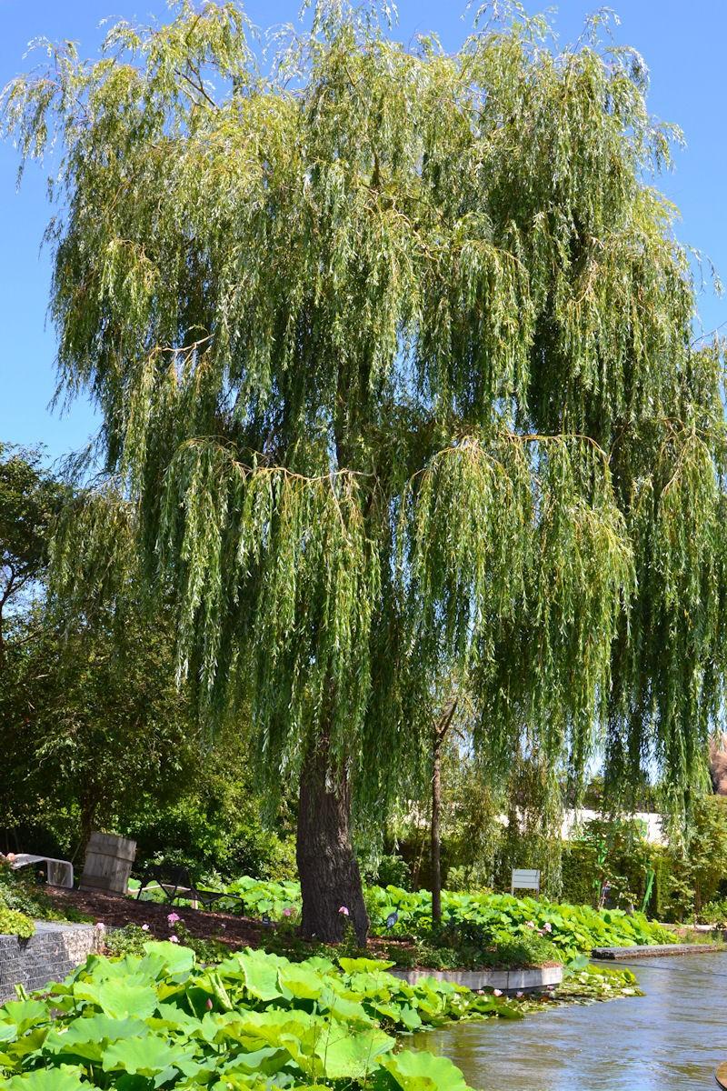 Salix Alba Tristis Single Stem - View 3 from www redcrocus com