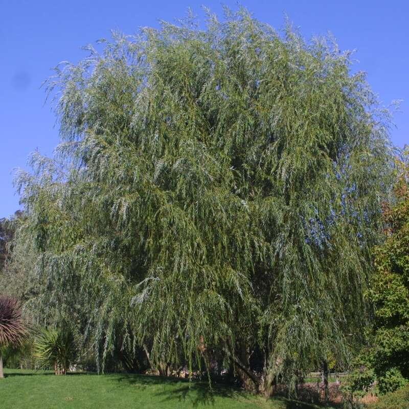 Salix Alba Tristis Single Stem - View 8 from www redcrocus com