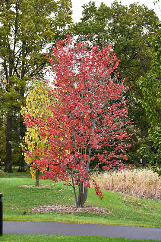 Acer Rubrum Redpointe - View 11 from www redcrocus com