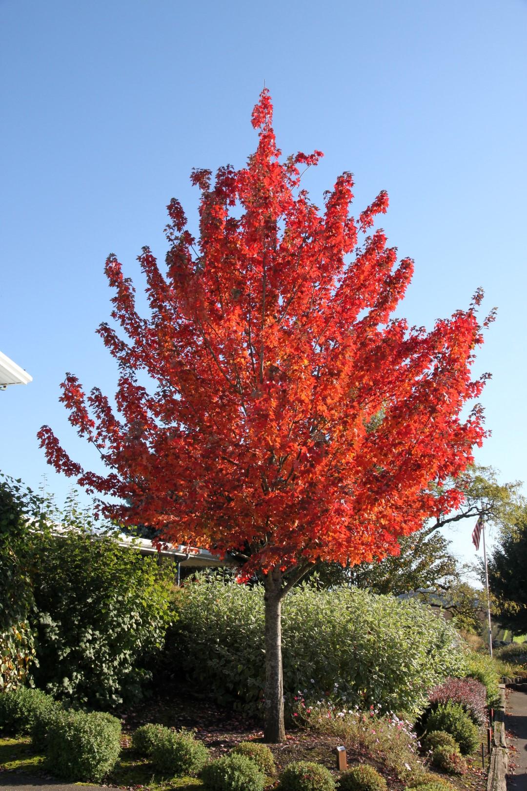 Acer Rubrum Redpointe - View 1 from www redcrocus com