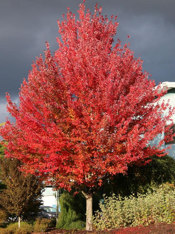 Acer Rubrum Redpointe - View 7 from www redcrocus com