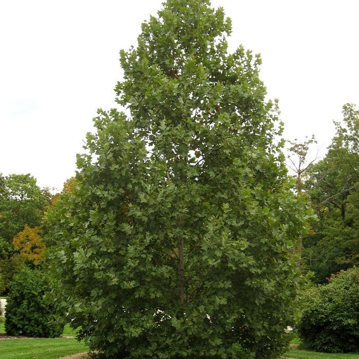 Platanus Acerifolia Exclamation - View 11 from www redcrocus com