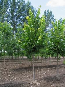 Tilia Americana Redmond - View 13 from www redcrocus com