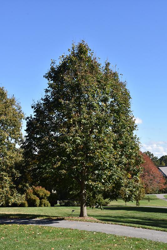 Tilia Americana Redmond - View 5 from www redcrocus com