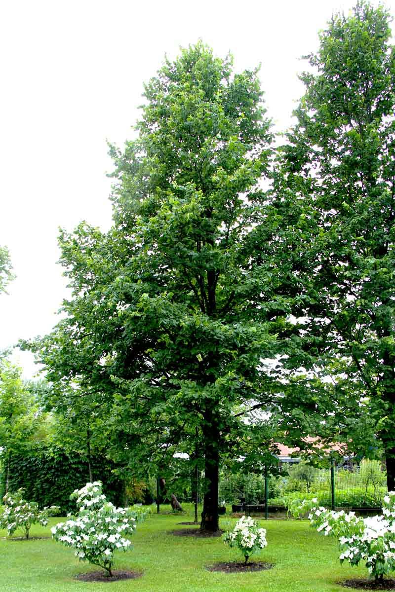Tilia Americana Redmond - View 6 from www redcrocus com