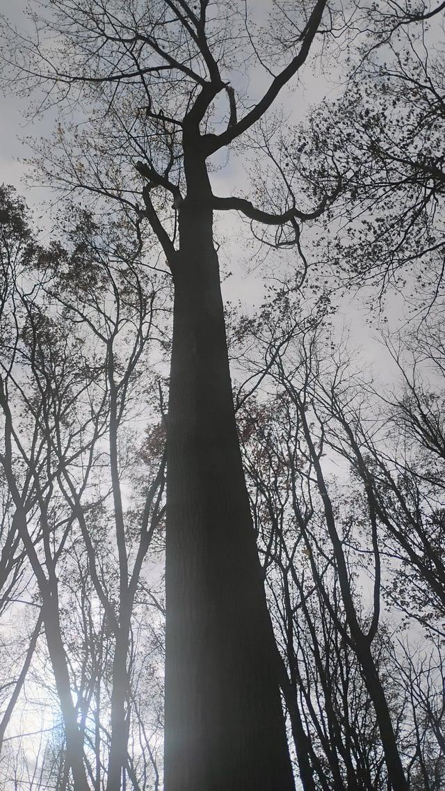 Liriodendron Tulipifera Single Stem - View 16 from www redcrocus com