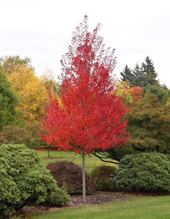 Acer Rubrum Redpointe - View 6 from www redcrocus com