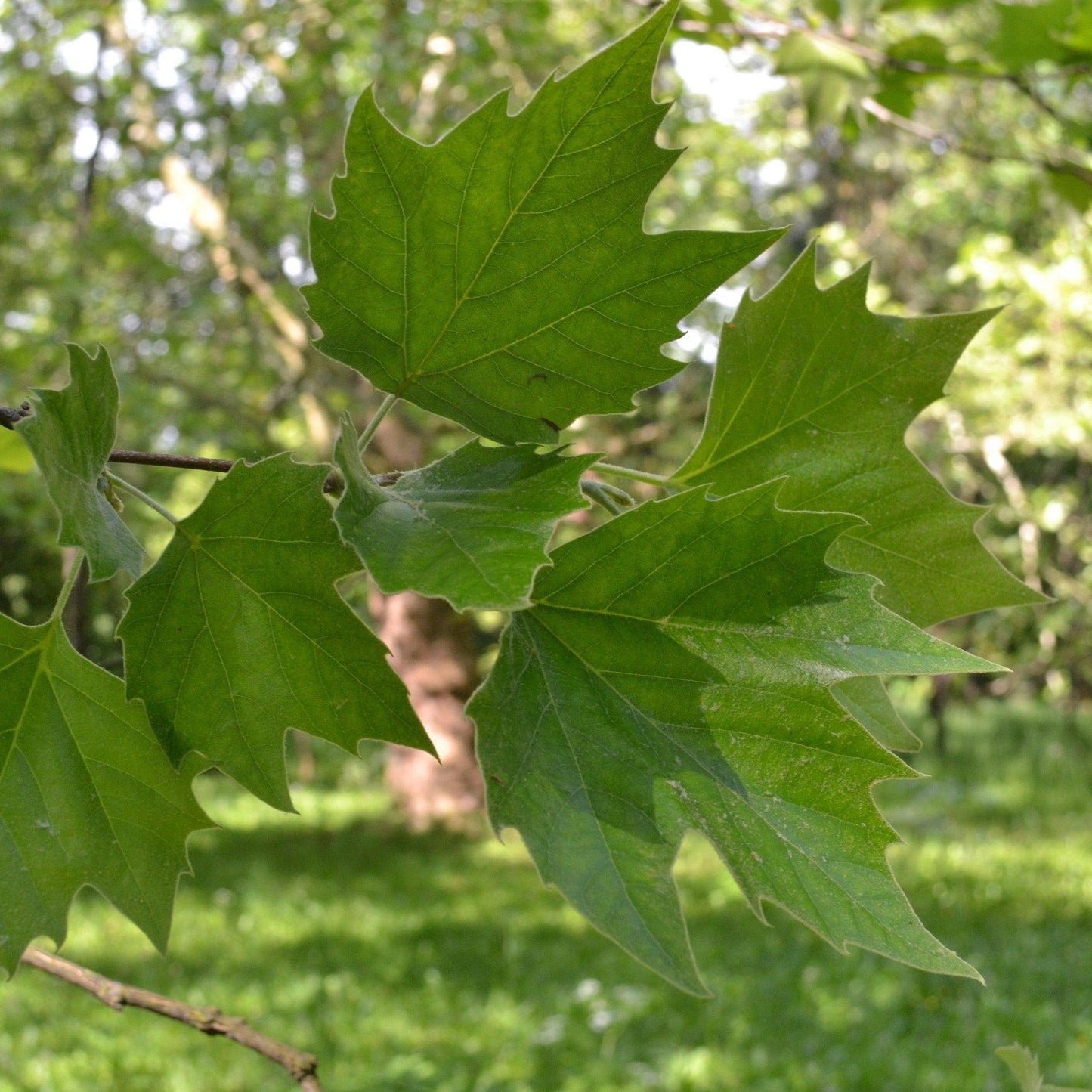 Platanus Acerifolia Exclamation - View 14 from www redcrocus com