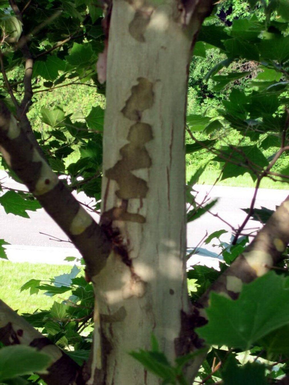 Platanus Acerifolia Exclamation - View 8 from www redcrocus com