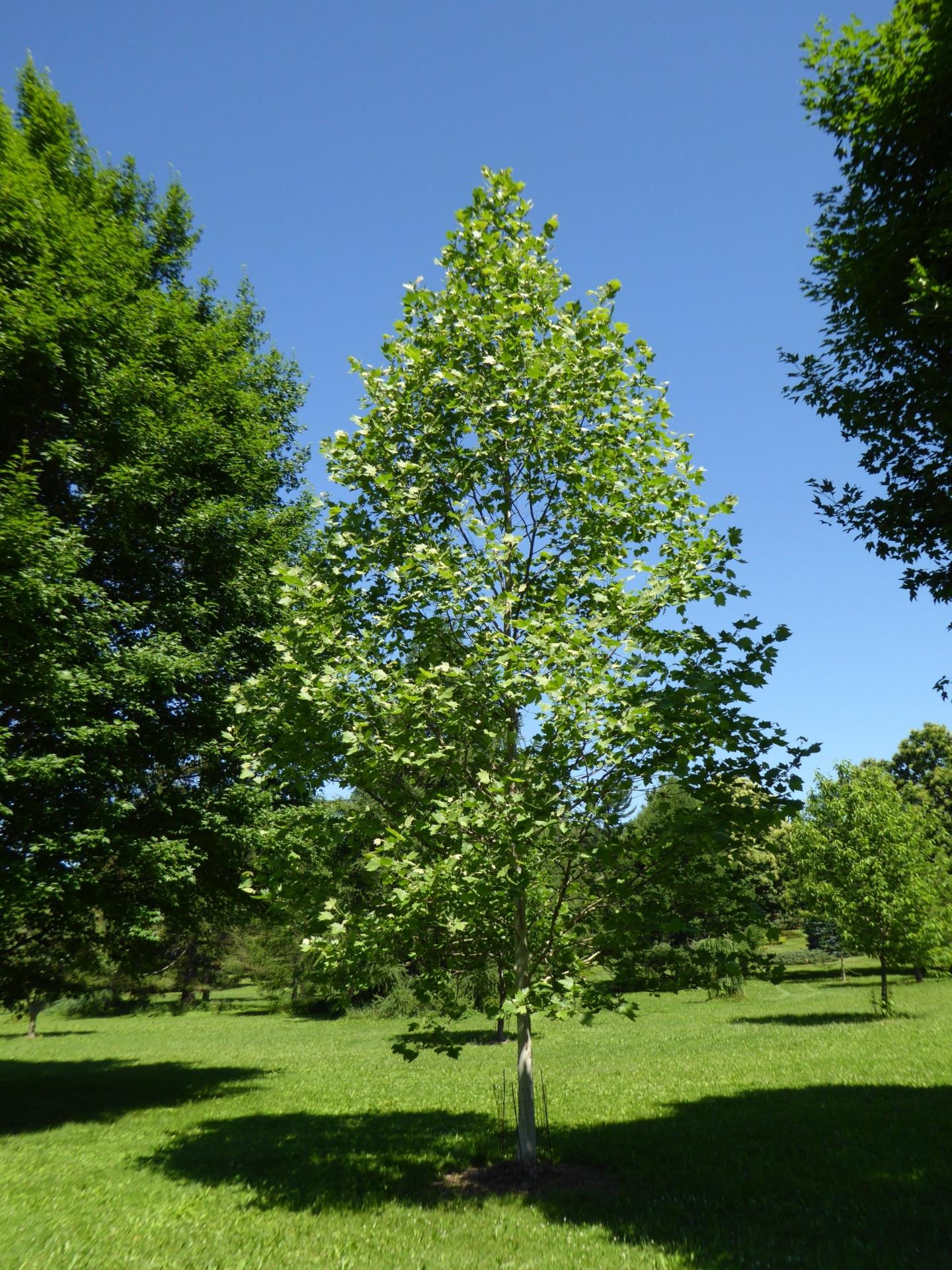 Platanus Acerifolia Exclamation - View 9 from www redcrocus com