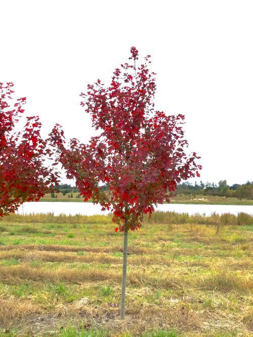 Acer Rubrum Redpointe - View 14 from www redcrocus com