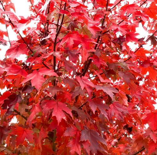 Acer Rubrum Redpointe - View 17 from www redcrocus com