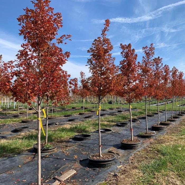 Acer Rubrum Redpointe - View 18 from www redcrocus com