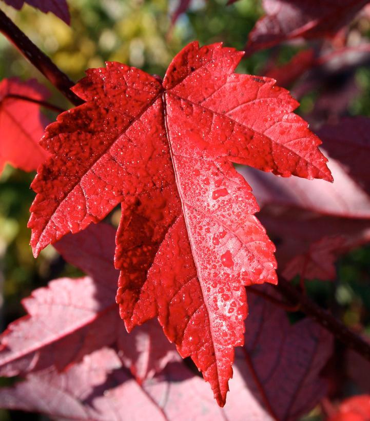 Acer Rubrum Redpointe - View 3 from www redcrocus com
