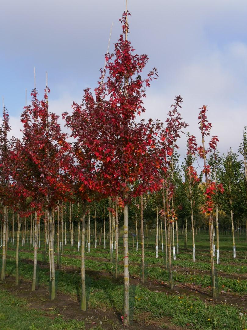 Acer Rubrum Redpointe - View 4 from www redcrocus com
