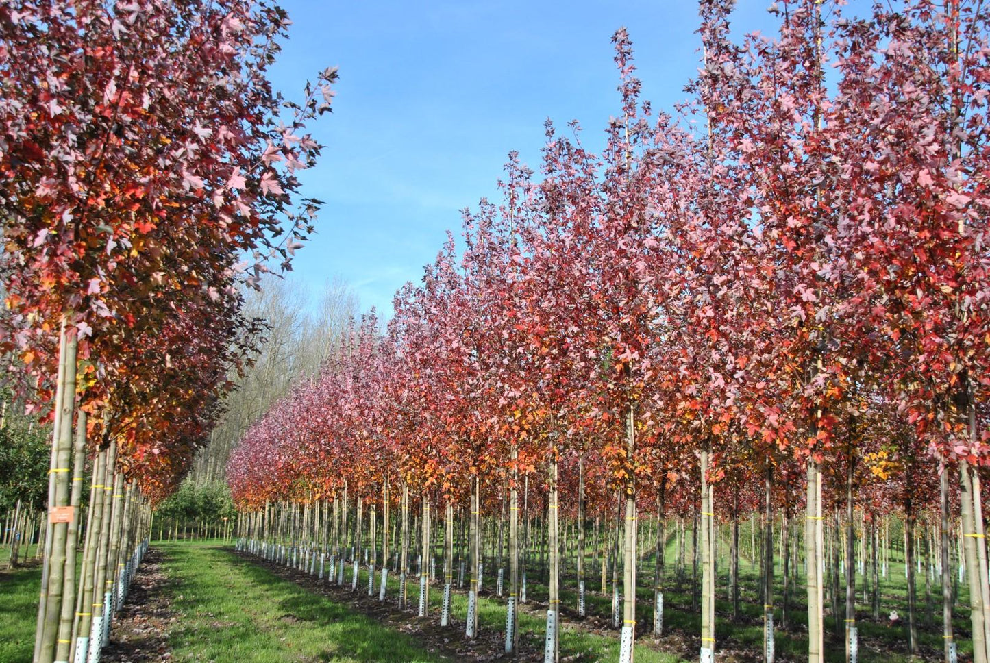 Acer Rubrum Redpointe - View 5 from www redcrocus com