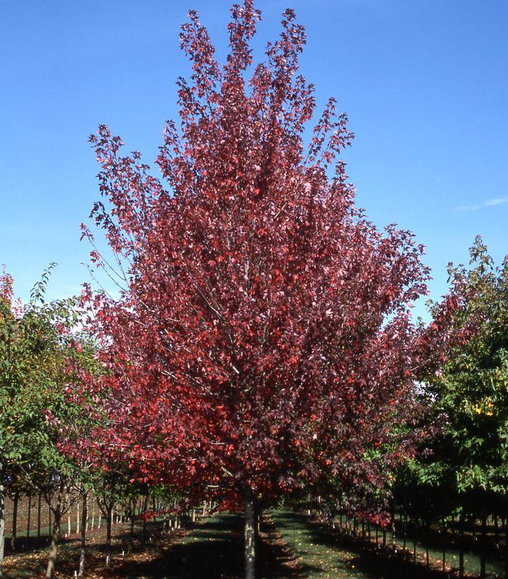 Acer Rubrum Redpointe - View 9 from www redcrocus com